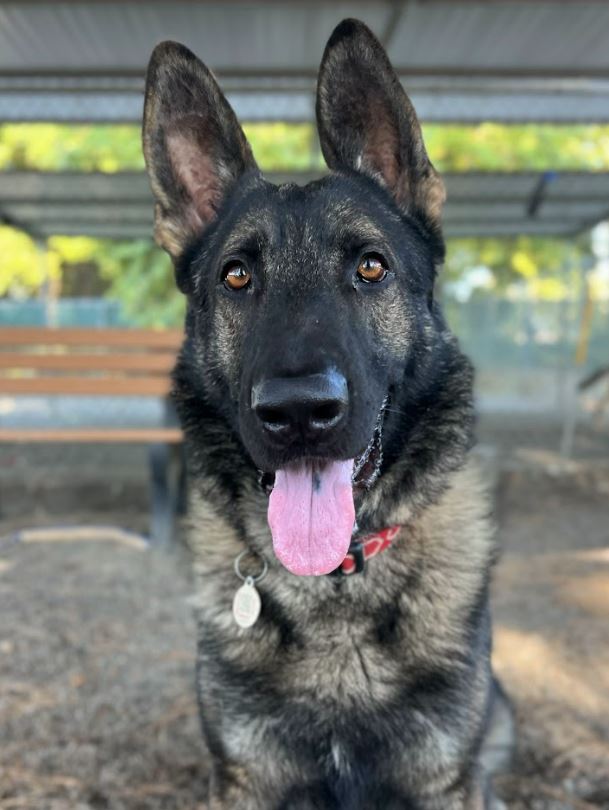 adoptable Dog in Woodland, CA named Osito