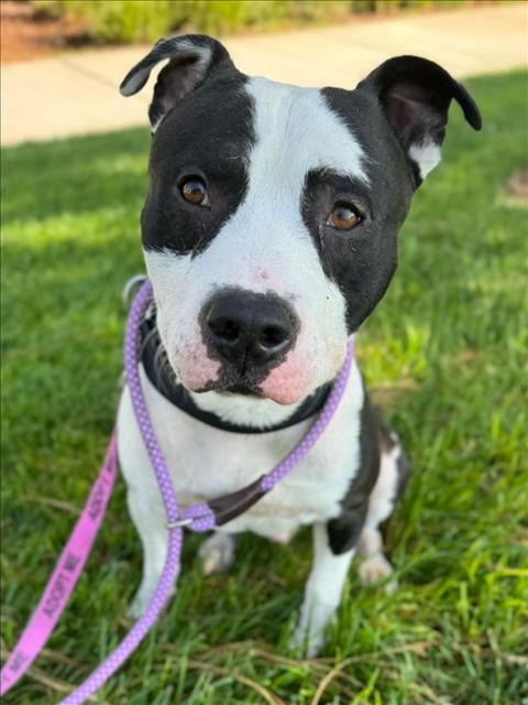 adoptable Dog in Woodland, CA named Ferdinand