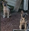 adoptable Dog in woodland, CA named Chloe & Betsey