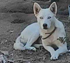 adoptable Dog in Woodland, CA named Luna