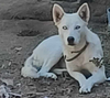 adoptable Dog in woodland, CA named Luna