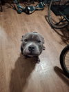 adoptable Dog in  named Kilo