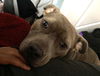 adoptable Dog in woodland, CA named Lolo