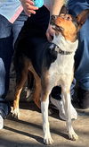 adoptable Dog in woodland, CA named Lacy