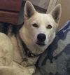adoptable Dog in  named Dakota