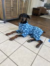 adoptable Dog in woodland, CA named Ranger