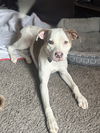 adoptable Dog in woodland, CA named Moyo
