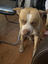 adoptable Dog in woodland, CA named Hood