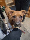adoptable Dog in woodland, CA named Nala