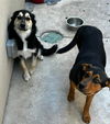 adoptable Dog in woodland, CA named Lulu