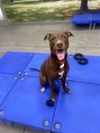 adoptable Dog in woodland, CA named Howie