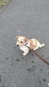 adoptable Dog in woodland, CA named Chewy