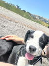 adoptable Dog in woodland, CA named Rooster