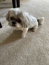 adoptable Dog in woodland, CA named Hanzo and Misha