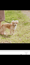 adoptable Dog in woodland, CA named Bailey