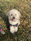 adoptable Dog in woodland, CA named Coco and Guffy