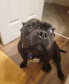 adoptable Dog in woodland, CA named Lulu