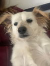 adoptable Dog in woodland, CA named Arlo