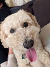 adoptable Dog in woodland, CA named Teddy