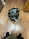 adoptable Dog in woodland, CA named Caesar