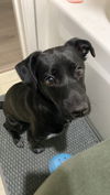 adoptable Dog in woodland, CA named Rey