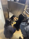 adoptable Dog in woodland, CA named No name
