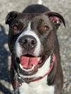 adoptable Dog in woodland, CA named SCARLET