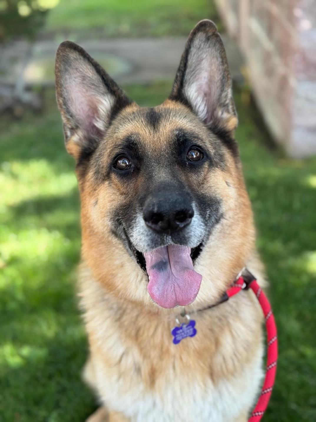 adoptable Dog in Woodland, CA named *REXY