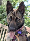 adoptable Dog in woodland, CA named KIRA