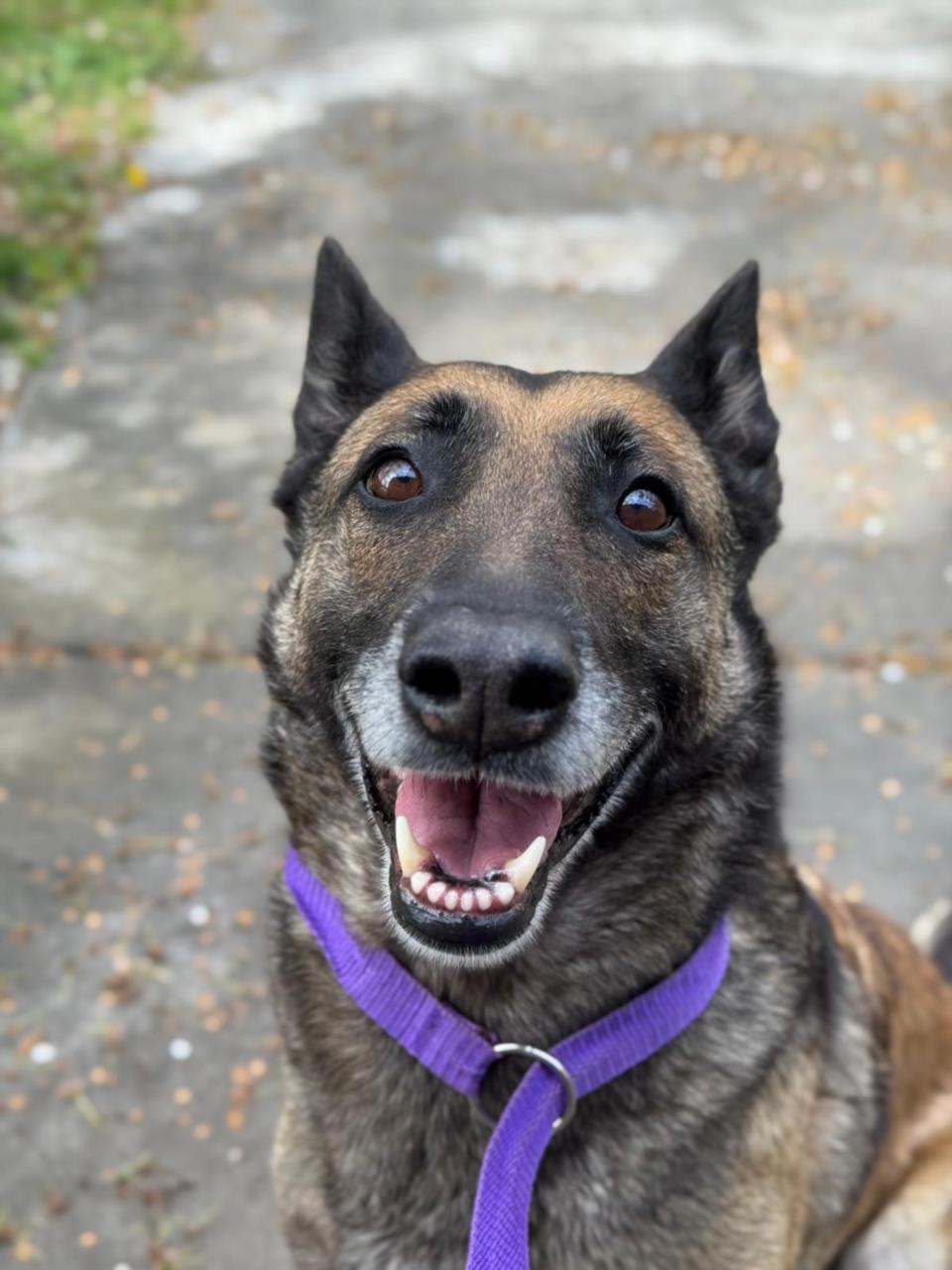 adoptable Dog in Woodland, CA named *LUCY