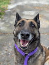 adoptable Dog in woodland, CA named *LUCY