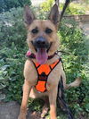 adoptable Dog in woodland, CA named LEXI