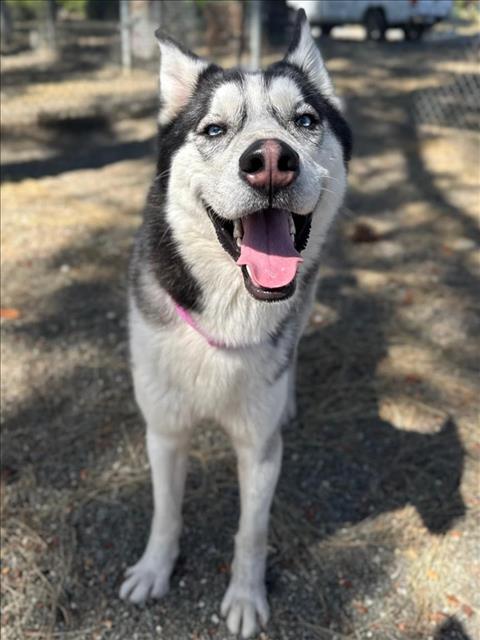 adoptable Dog in Woodland, CA named *BALTO