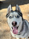 adoptable Dog in woodland, CA named *TOGO