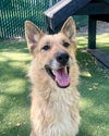adoptable Dog in woodland, CA named *DAHLIA
