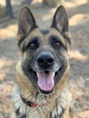 adoptable Dog in woodland, CA named *DELILAH