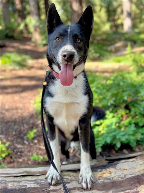adoptable Dog in Woodland, CA named *TYR