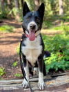 adoptable Dog in woodland, CA named *TYR