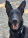 adoptable Dog in woodland, CA named *DOLLY