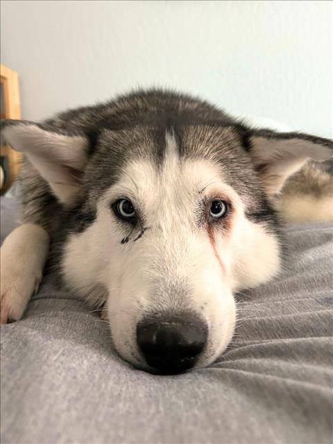 adoptable Dog in Woodland, CA named COMETA