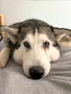 adoptable Dog in woodland, CA named COMETA