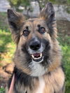 adoptable Dog in woodland, CA named LAYLA