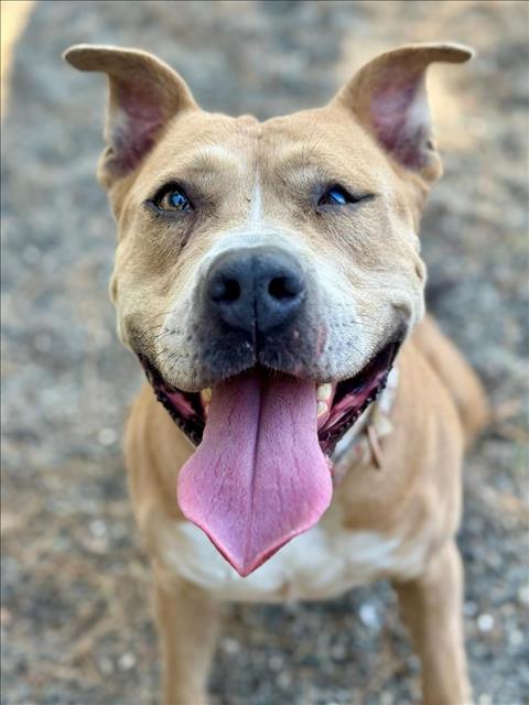 adoptable Dog in Woodland, CA named SADIE MAE