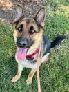 adoptable Dog in woodland, CA named *JASPER