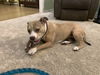 adoptable Dog in woodland, CA named Amber