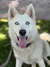 adoptable Dog in woodland, CA named ROOMBA (LUNA)