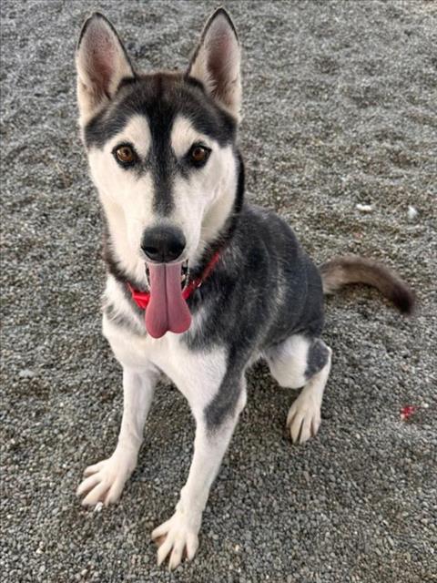 adoptable Dog in Woodland, CA named *RIVER