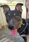 adoptable Dog in woodland, CA named LUCKY