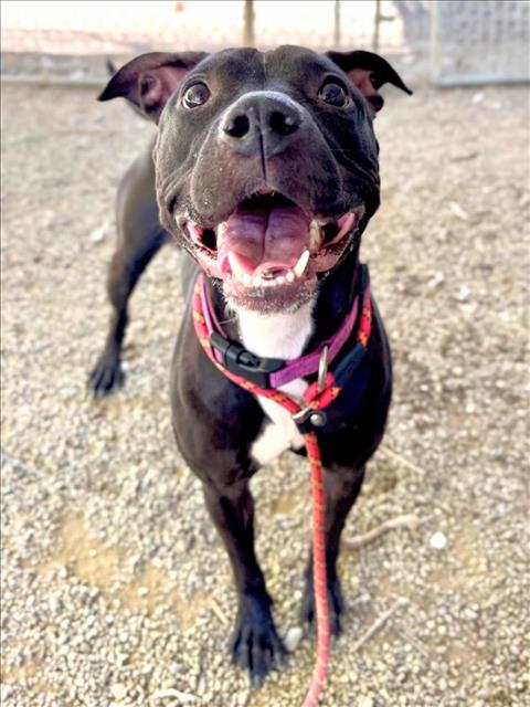 adoptable Dog in Woodland, CA named *SPRINKLE