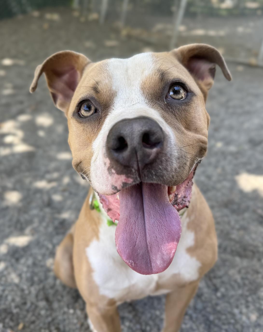 adoptable Dog in Woodland, CA named BRUCE